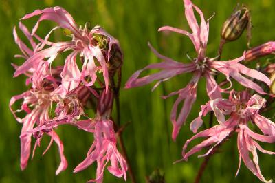 <i>Lychnis flos-cuculi</i>