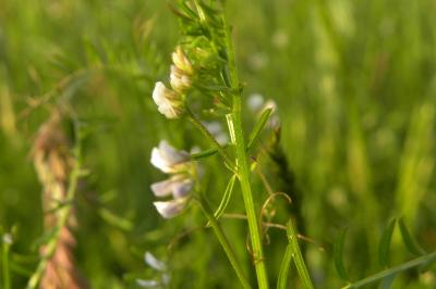 <i>Ervilia hirsuta</i>