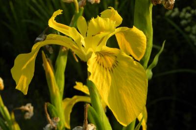 <i>Iris pseudacorus</i>
