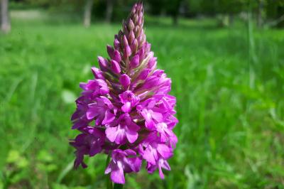 <i>Anacamptis pyramidalis</i>