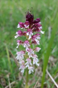 <i>Neotinea ustulata</i>