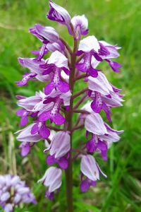 <i>Orchis militaris</i>