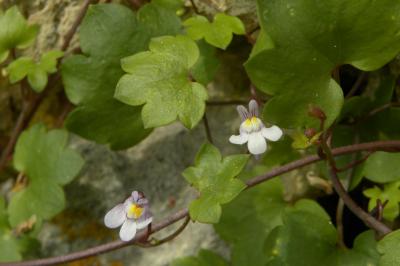 <i>Cymbalaria muralis</i>