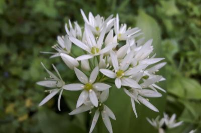 <i>Allium ursinum</i>