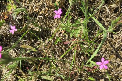 <i>Dianthus armeria</i>