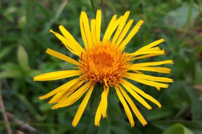<i>Inula salicina</i>