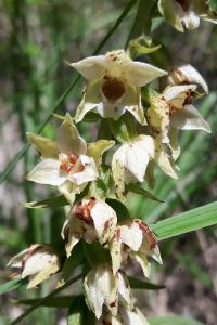 <i>Epipactis muelleri</i>
