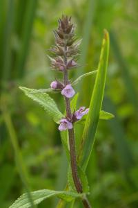 <i>Stachys palustris</i>