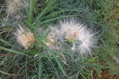 <i>Carthamus mitissimus</i>