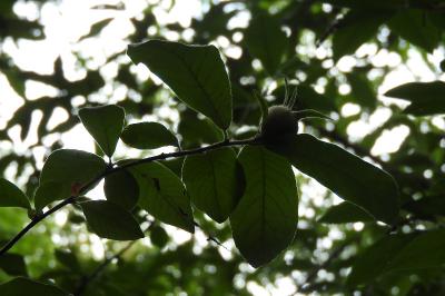 <i>Crataegus germanica</i>