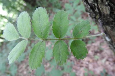 <i>Cormus domestica</i>