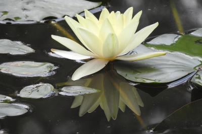 <i>Nymphaea alba</i>