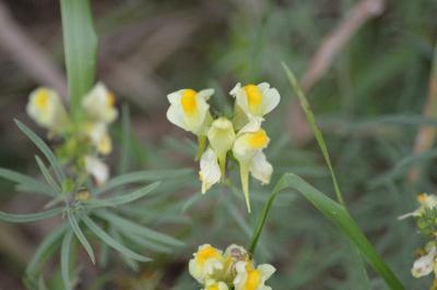 <i>Linaria vulgaris</i>