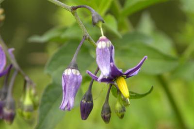 <i>Solanum dulcamara</i>