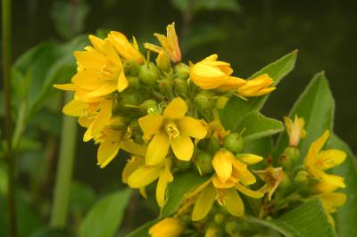 <i>Lysimachia vulgaris</i>