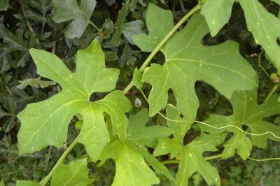 <i>Bryonia dioica</i>