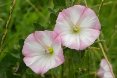<i>Convolvulus arvensis</i>