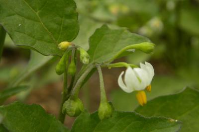 <i>Solanum nigrum</i>