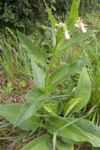 <i>Symphytum officinale</i>