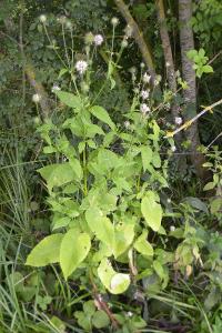 <i>Dipsacus pilosus</i>