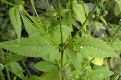 <i>Dipsacus pilosus</i>