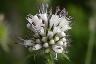 <i>Dipsacus pilosus</i>