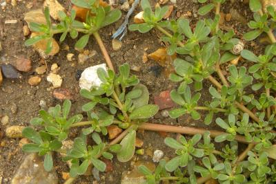<i>Portulaca oleracea</i>