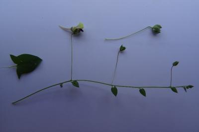 <i>Kickxia elatine</i>