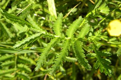 <i>Tanacetum vulgare</i>