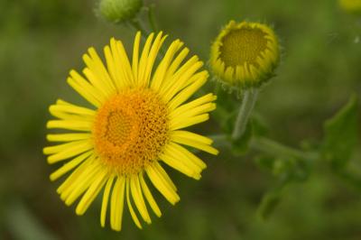 <i>Pulicaria dysenterica</i>