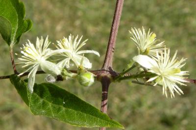<i>Clematis vitalba</i>