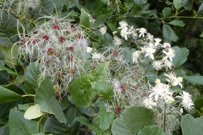 <i>Clematis vitalba</i>