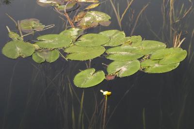 <i>Nuphar lutea</i>