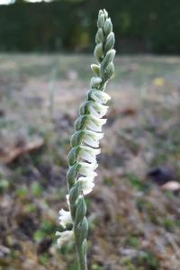 <i>Spiranthes spiralis</i>