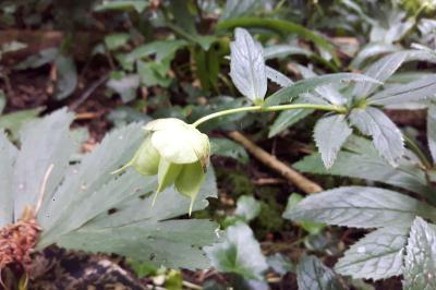 <i>Helleborus viridis</i>