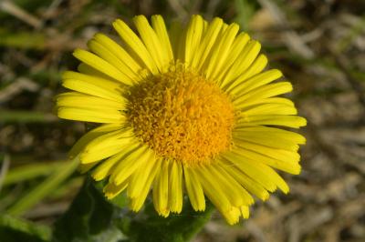 <i>Pulicaria dysenterica</i>