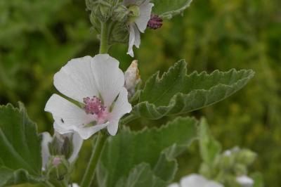 <i>Althaea officinalis</i>