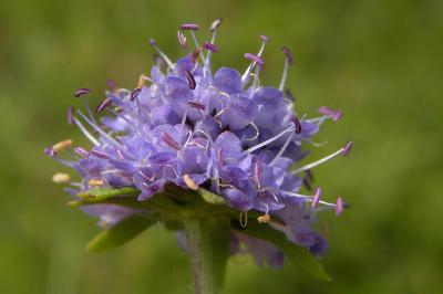 <i>Succisa pratensis</i>