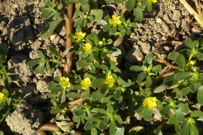 <i>Portulaca oleracea</i>