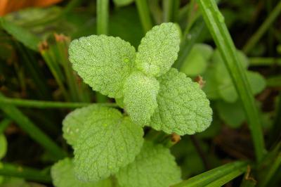 <i>Mentha suaveolens</i>