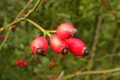 <i>Rosa canina</i>
