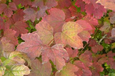 <i>Viburnum opulus</i>
