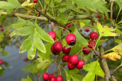 <i>Crataegus monogyna</i>