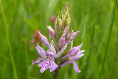 <i>Dactylorhiza fuchsii</i>