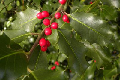<i>Ilex aquifolium</i>