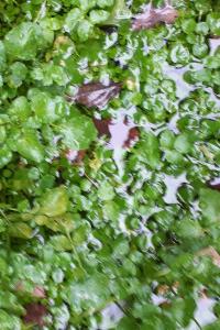 <i>Nasturtium officinale</i>