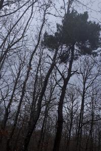 <i>Pinus pinaster</i>