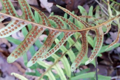 <i>Polypodium vulgare</i>