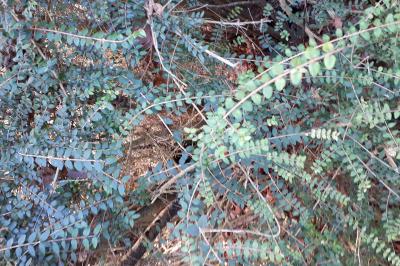 <i>Lysimachia nummularia</i>