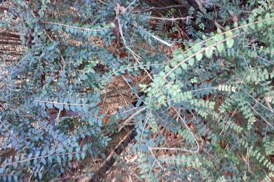 <i>Lysimachia nummularia</i>